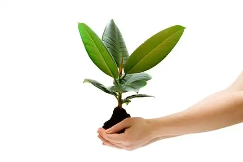 Propagating rubber trees: step by step instructions