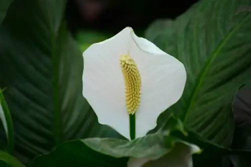 Fertilize the single leaf correctly: Tips for lush flowers