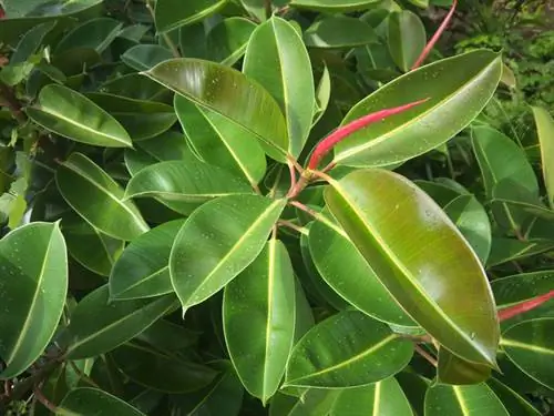 Propagare gli alberi della gomma usando il muschio