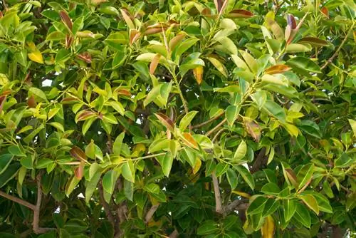 Flor del árbol del caucho: discreta pero fascinante