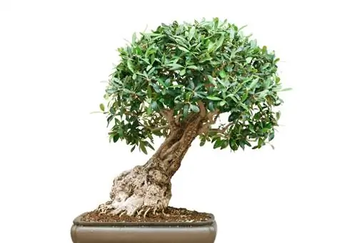 bonsái de ficus