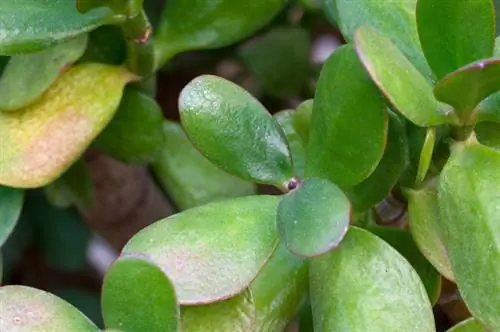 L'arbre à argent perd ses feuilles et ses branches : causes et solutions