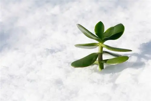 Svernare con successo gli alberi dei soldi: cosa dovresti sapere