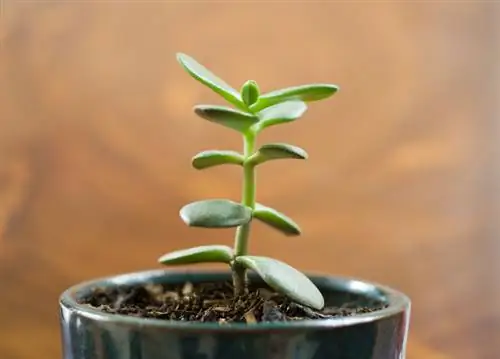 Groei van geldbome: Eenvoudige instruksies vir gesonde plante