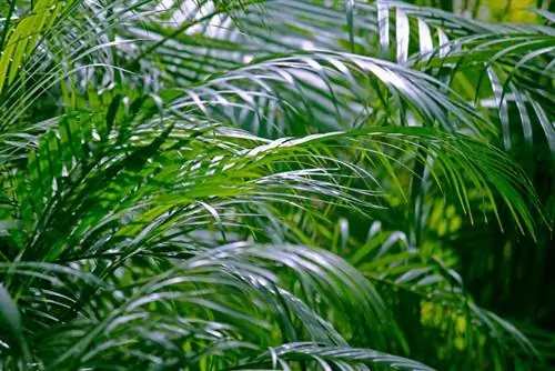 Entretien du palmier Areca : conseils pour des plantes saines et fortes