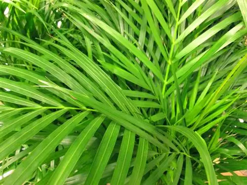 Areca palmasi jigarrang rangga aylanadi