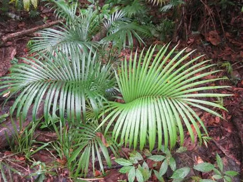 Palma areca de agua