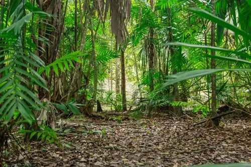 Bergpalm waar ook al