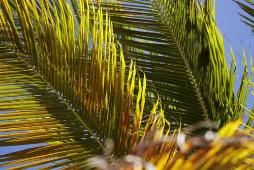 La palmera datilera enana se vuelve marrón