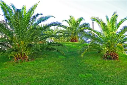 Met Canarische dadelpalm