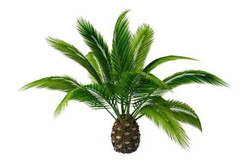 Kanariese eiland dadel palm pot