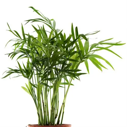 Mountain palm potted plant