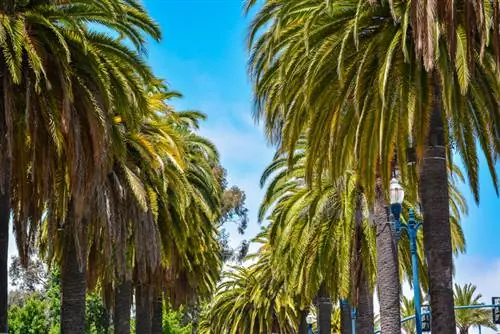 La palmera datilera de les Canàries es torna marró