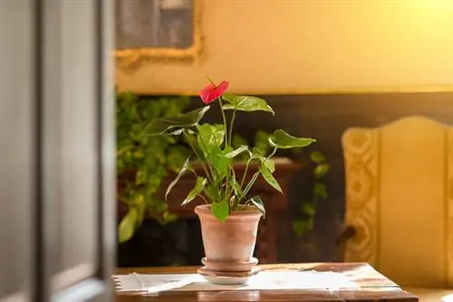 Anthurium: Què tan verinosa és realment la flor del flamenc?