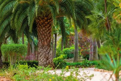 Palma da datteri nel giardino