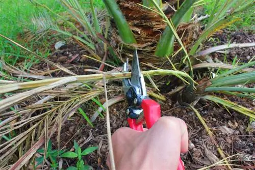 Recortar la palmera datilera