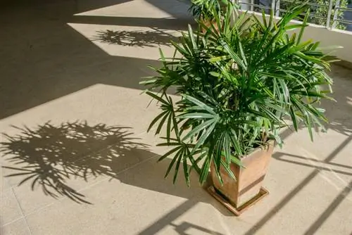 Common indoor palms: Recognize, name & care