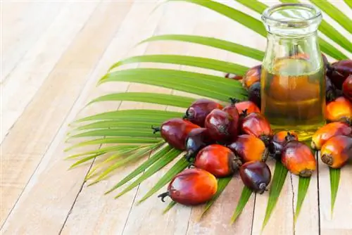 Mga katangian ng oil palm