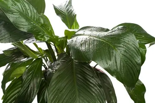 Monoleaf in hydroponics: benefits and care instructions