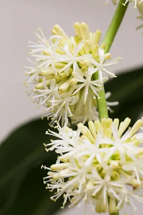 Dracaena flower poisonous