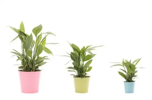 Single leaf: Popular houseplant with air-purifying effects