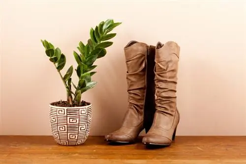 Zamioculcas ያብባል