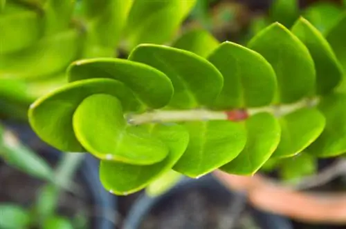 Zamioculcas: Сары жалбырактар жана алардын себептери