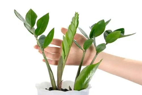 Er Zamioculcas giftig? Tips til sikker håndtering