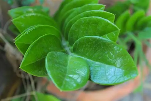 Prendersi cura adeguatamente della Zamioculcas: consigli per una pianta sana