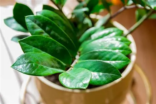 Pottering av Zamioculcas: När och hur lätt att implementera?