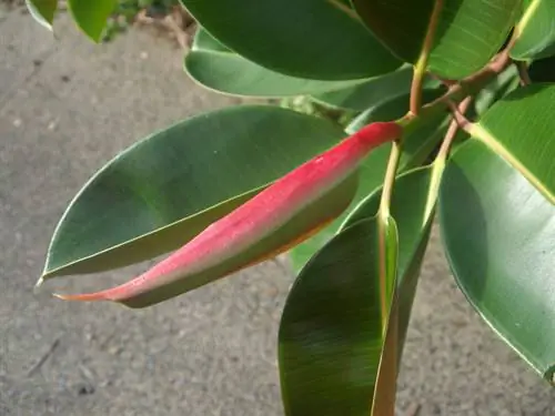 Regar el árbol del caucho: así se mantiene sano y fuerte