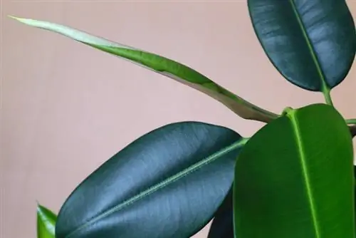 Planta verinosa de l'arbre del cautxú