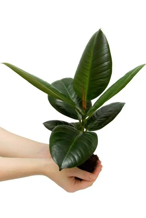 Rubber tree in hydroponics: easy to care for and decorative