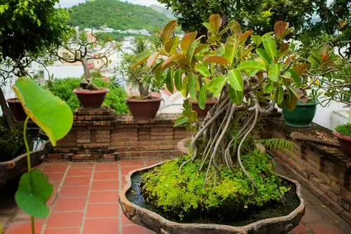 Albero della gomma all'aperto: ecco come si gode l'estate