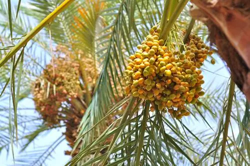 Palmera datilera comestible