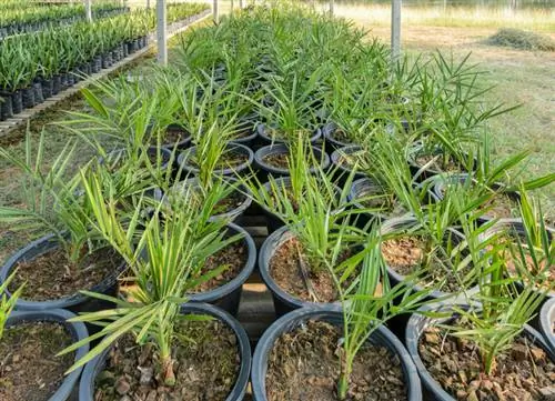 Planting date palms: instructions for indoors and outdoors