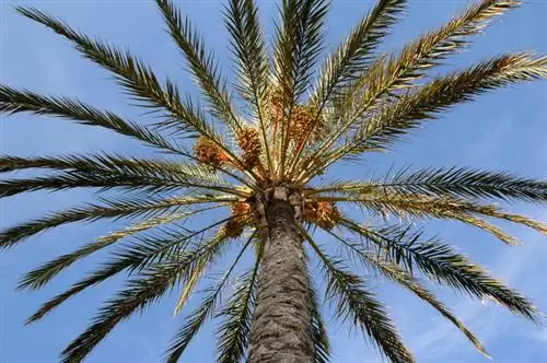 Característiques de la palmera datilera