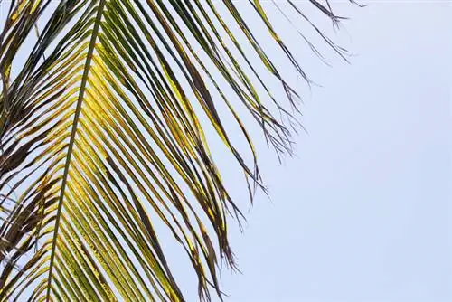 Pokok kurma bertukar menjadi coklat