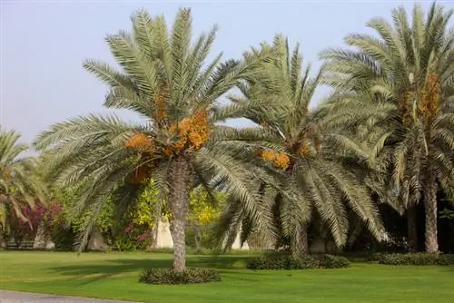 Dadelpalm warmte