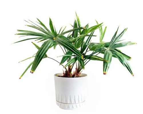 Dadelpalm potplant