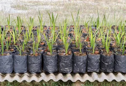 Cultiva tu propia palmera datilera