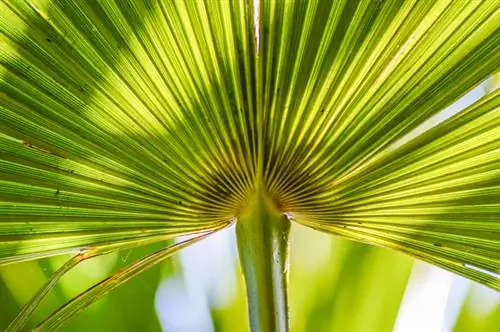 La palma de cáñamo se vuelve marrón