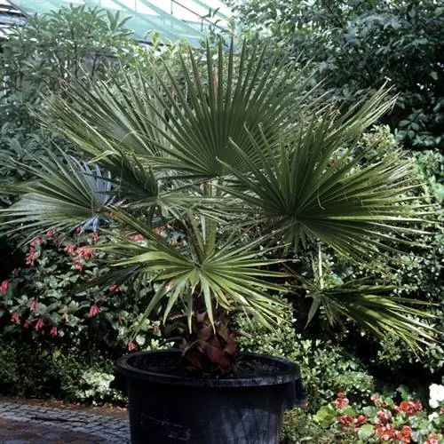 Repotting a hemp palm: When and how to do it correctly