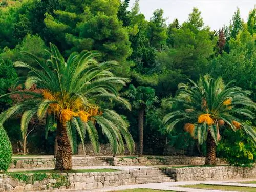 Crecimiento de la palmera datilera: consejos para la planta de interior lenta