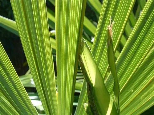 Tagliare la palma di canapa: quando e come è necessario?