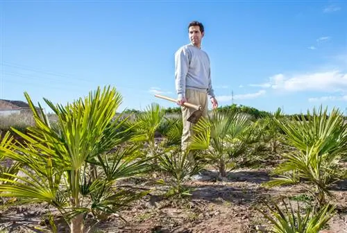 Cultiva tu propia palma de cáñamo