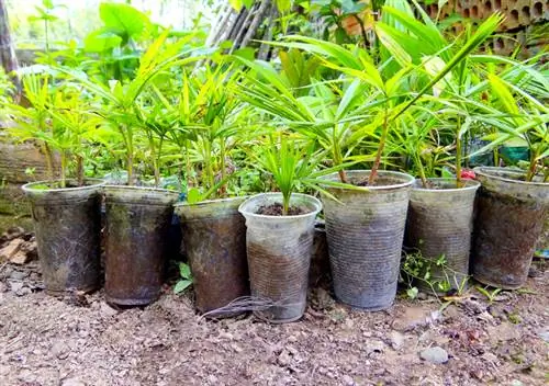 Hemp palm offshoots: step by step to your own plant