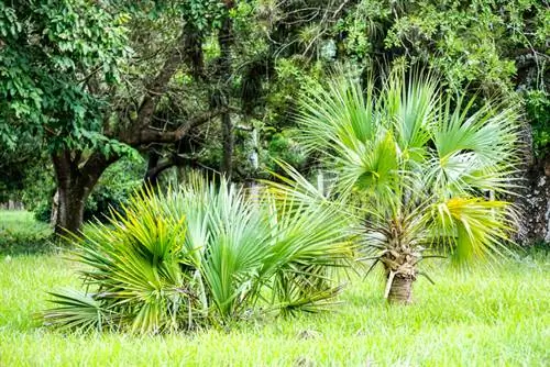 Plantar palma de cáñamo en el jardín.