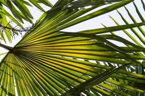 Hemp palm: How to cut and remove leaves correctly