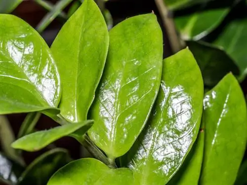 Zamioculcas էտում